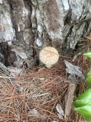 Boletellus ananas image