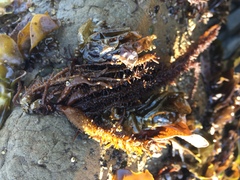 Cumagloia andersonii