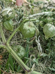 Physalis philadelphica