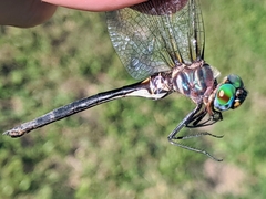 Somatochlora ozarkensis