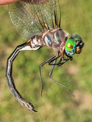 Somatochlora ozarkensis