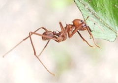 Atta cephalotes