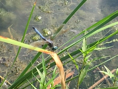 Pachydiplax longipennis