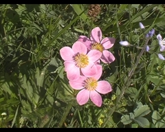 Anemonastrum fasciculatum