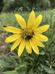 Wyethia amplexicaulis