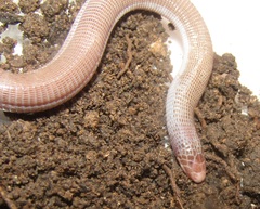 Amphisbaena vermicularis