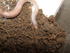 Amphisbaena vermicularis