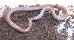 Amphisbaena vermicularis