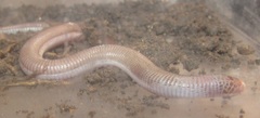 Amphisbaena vermicularis