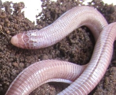 Amphisbaena vermicularis