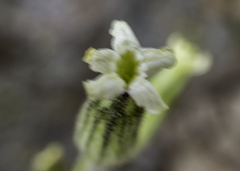 Silene drummondii
