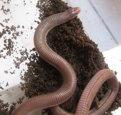 Amphisbaena vermicularis