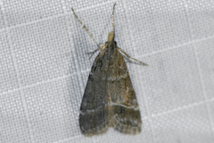 Eudonia rectilinea