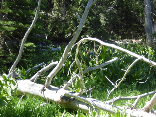 iNaturalist observation photo of Mule Deer