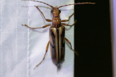 Ortholeptura valida