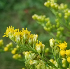 Solidago arguta arguta
