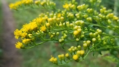 Solidago arguta arguta