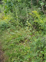 Solidago arguta arguta