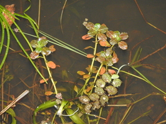 Ludwigia peploides montevidensis
