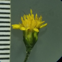 Solidago arguta arguta