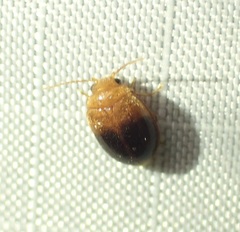 Prionocyphon discoideus