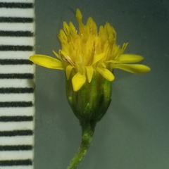 Solidago arguta arguta