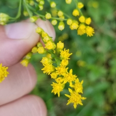 Solidago arguta arguta