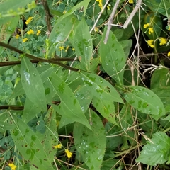 Solidago arguta arguta