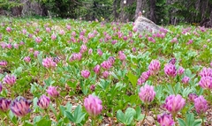 Trifolium parryi