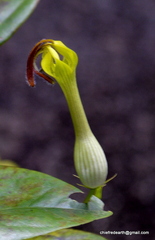 Ceropegia candelabrum