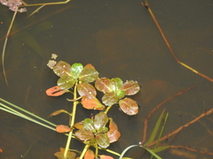 Ludwigia peploides montevidensis