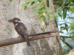 Hypnelus ruficollis