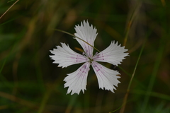 Dianthus deltoides deltoides