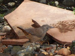 Troglodytes aedon