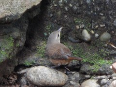 Troglodytes aedon