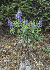 Lupinus argenteus rubricaulis