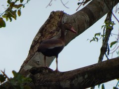 Dendrocygna autumnalis