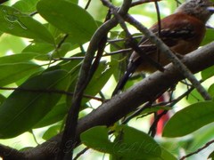 Sakesphorus canadensis