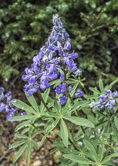 Lupinus argenteus rubricaulis