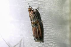 Dasypyga alternosquamella