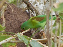 Brotogeris jugularis