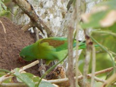 Brotogeris jugularis