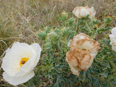 Argemone polyanthemos