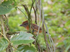 Sakesphorus canadensis
