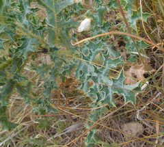 Argemone polyanthemos