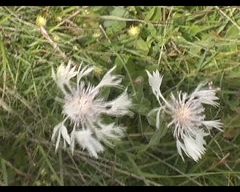 Centaurea cheiranthifolia