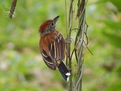 Sakesphorus canadensis
