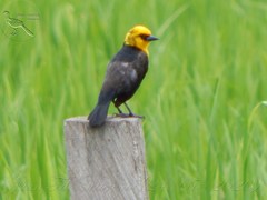 Chrysomus icterocephalus