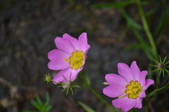Sabatia kennedyana