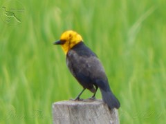 Chrysomus icterocephalus